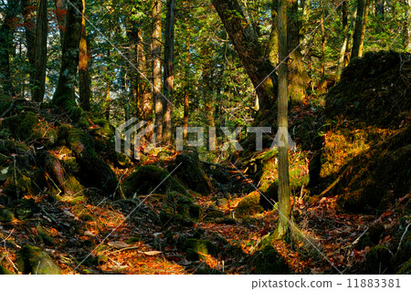 Aoki is the forest of the primitive tree Aoki is the forest of the primitive tree 11883381