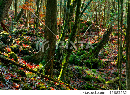 Aoki is the forest of the primitive tree Aoki is the forest of the primitive tree 11883382