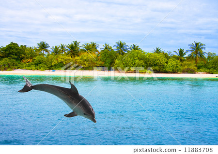 The dolphin jumps out of waves at ocean The dolphin jumps out of waves at ocean 11883708