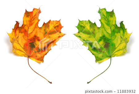 Yellowed autumn maple-leafs 11883932