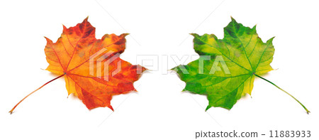 Orange and green autumn maple-leafs 11883933