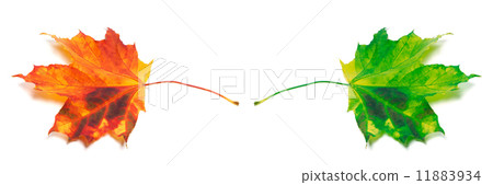 Two maple-leafs orange and green 11883934