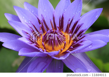 Water Lily flower with raindrop 11884011