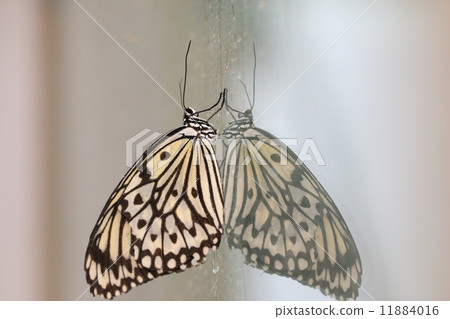 Large Tree Nymphs butterfly and reflection Large Tree Nymphs butterfly and reflection 11884016