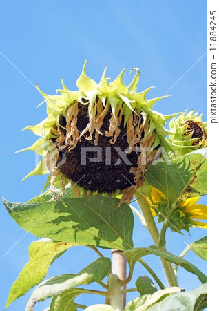 Sunflower blooming flowers Sunflower blooming flowers 11884245
