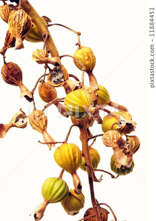 Fruit of ghetto 11884451