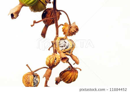 Fruit of ghetto 11884452