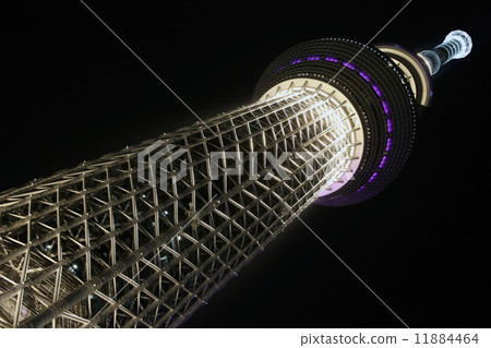 Sky tree  11884464