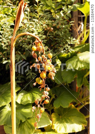 Fruit of ghetto 11884470