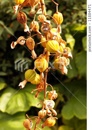 Fruit of ghetto 11884471