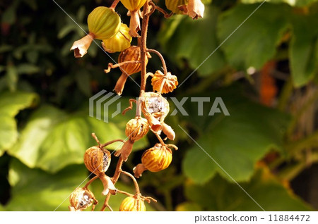 Fruit of ghetto 11884472