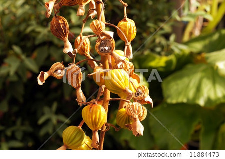 Fruit of ghetto 11884473