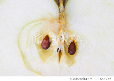 apple macro 11884756