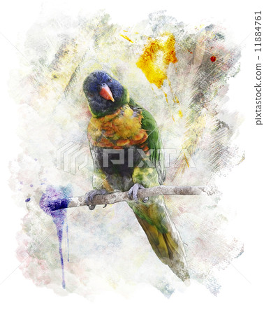 Watercolor Image Of Parrot (Rainbow Lorikeet) Watercolor Image Of Parrot (Rainbow Lorikeet) 11884761