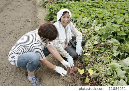 Senior woman digging sweet potato Senior woman digging sweet potato 11884951