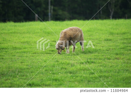 旅遊景點的綿羊是一座山觀測台 11884984