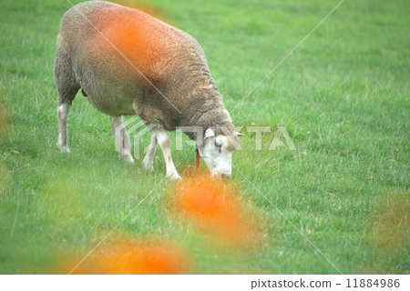 旅遊景點的綿羊是一座山觀測台 11884986