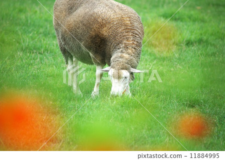 The sheep of the tourist attraction is a hill observatory 11884995