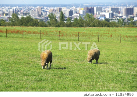 The sheep of the tourist attraction is a hill observatory 11884996