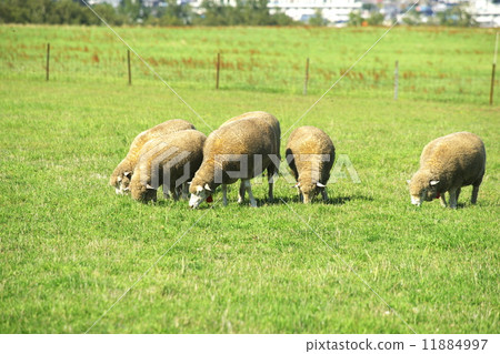 The sheep of the tourist attraction is a hill observatory The sheep of the tourist attraction is a hill observatory 11884997