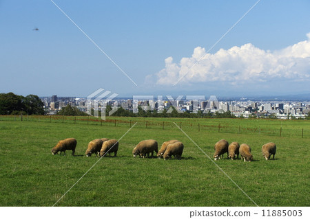 旅遊景點的綿羊是一座山觀測台 11885003