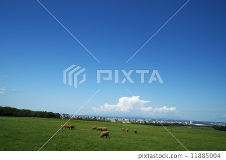 旅遊景點的綿羊是一座山觀測台 11885004