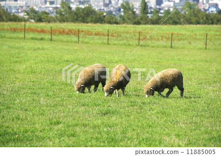 旅遊景點的綿羊是一座山觀測台 11885005