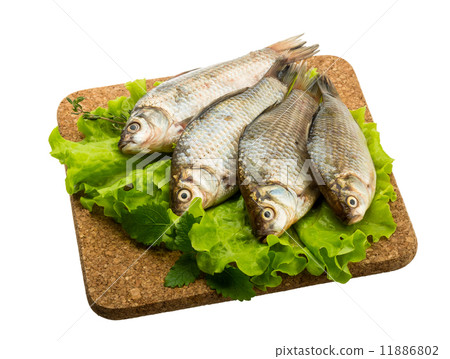 Crucian fish Crucian fish 11886802