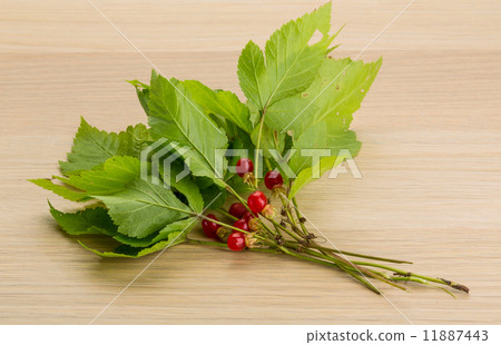 Stone bramble 11887443