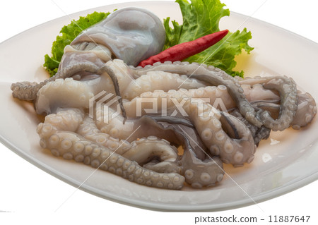 Raw octopus 11887647