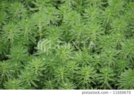 粉綠狐尾藻 粉綠狐尾藻 11888678