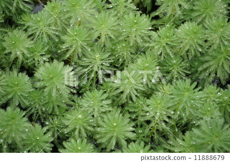 Affiliation 11888679