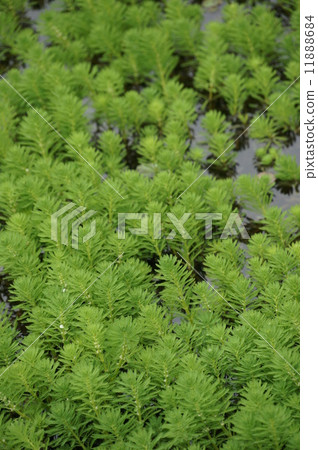 粉綠狐尾藻 粉綠狐尾藻 11888684