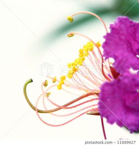 Close up carpel on white background 11889027
