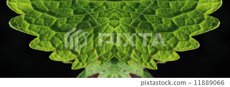 Green leaf for background, green wing, panorama Green leaf for background, green wing, panorama 11889066