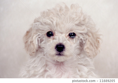 Cute little puppy Cute little puppy 11889205