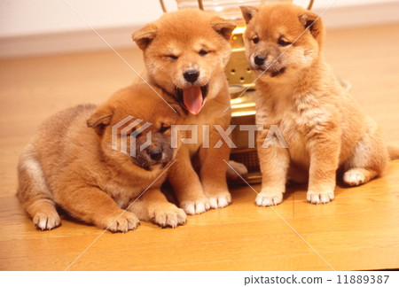 Cute little puppy 11889387