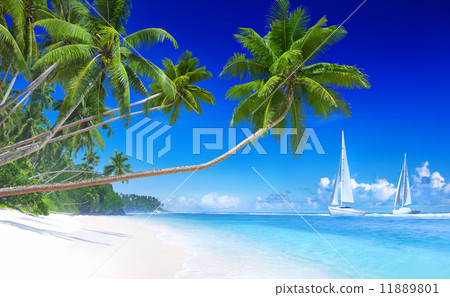 Sailboats on beach and palm tree 11889801