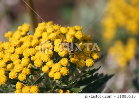 Goldfish belly long soil and river chrysanthemum Goldfish belly long soil and river chrysanthemum 11890516