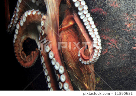 octopus octopus 11890681