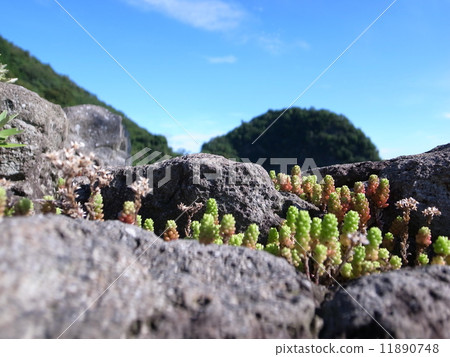 Tight globe 11890748