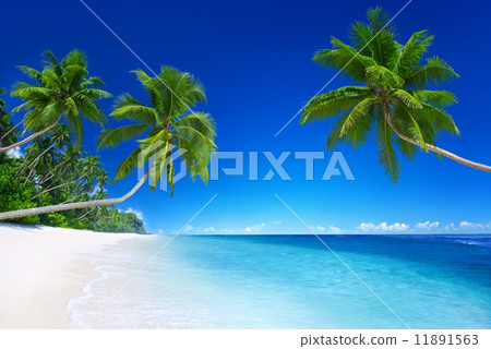 Tropical Paradise 11891563