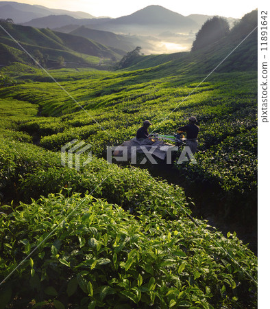 Tea Pickers at Dawn Tea Pickers at Dawn 11891642