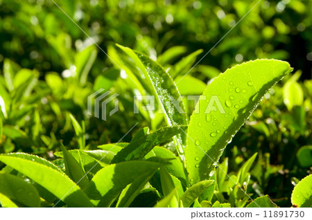 Close up of Fresh Tea Growing on a Plantation 11891730