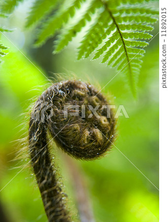 Close-Up Plant Exotic Tropical Plant Close-Up Plant Exotic Tropical Plant 11892015
