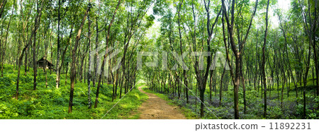 Enchanting Forest Lane in a Rubber Tree Plantation 11892231