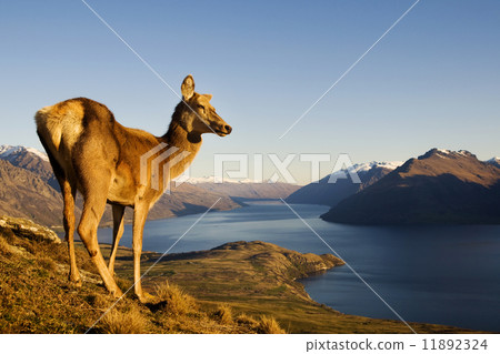 Wild Deer Looking Away With Lake And Mountain Range As A Backgro 11892324