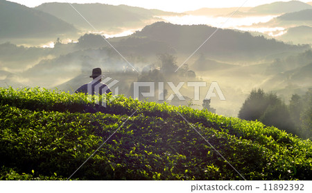 Farmer at Tea Plantation in Malaysia Farmer at Tea Plantation in Malaysia 11892392