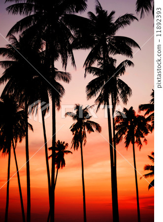 Tropical Sunset Tropical Sunset 11892393