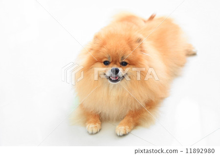 pomeranian dog isolated on white background pomeranian dog isolated on white background 11892980